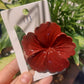Scalloped Hibiscus Claw Clip 1